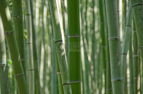 从边上看见的竹木林丛林植物活力气候雨林风水花园管道热带森林图片