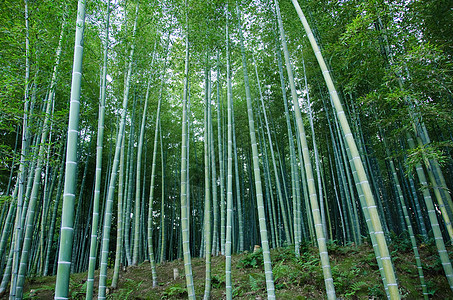 竹木林文化树林植物丛林管道木头公园花园气候森林图片