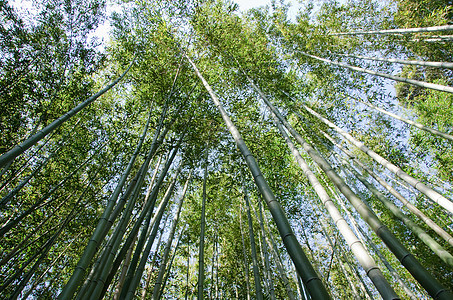 从下面看到的竹木林叶子热带气候公园丛林管道雨林森林花园活力图片