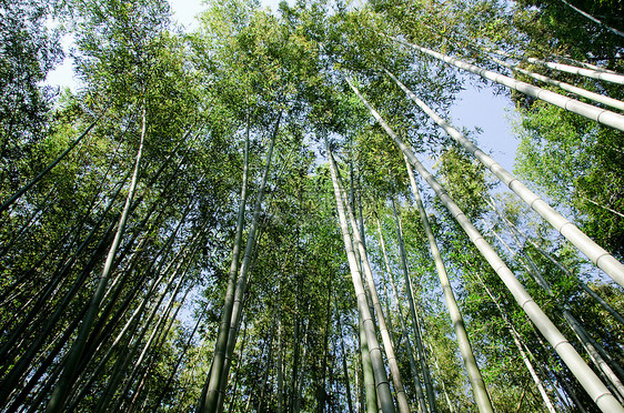 从下面看到的竹木林气候植物公园雨林热带文化丛林生长风水树林图片