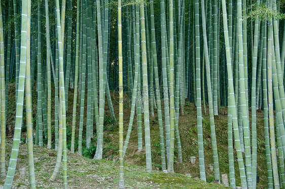 竹木林风水绿色文化热带植物木头树林植物群丛林森林图片