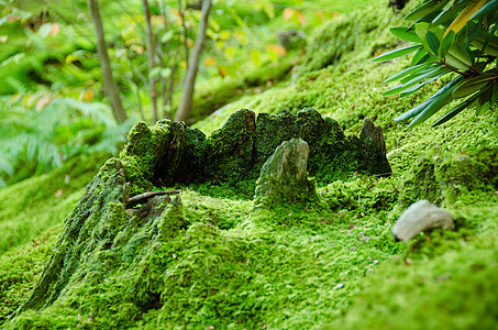 森林地板上的蚊子生态宏观苔藓荒野环境植物薄雾乡村地面生活图片