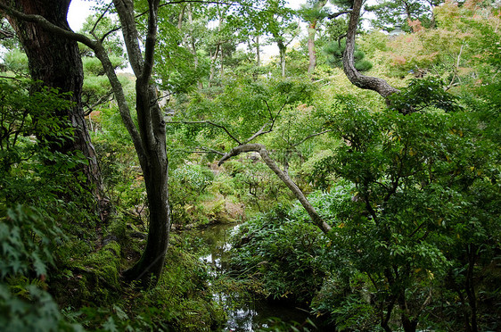 日本花园公园植被绿色冥想石头平衡植物学花园叶子池塘图片