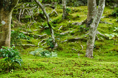 森林中的蚊子苔藓荒野生活植物乡村绿色生态薄雾环境宏观图片