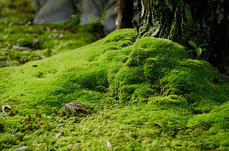 蚊子和石头苔藓生态薄雾环境植物生活森林乡村荒野绿色图片