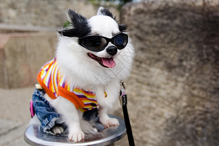 带衣服的狗戏服太阳镜眼镜哺乳动物犬类脊椎动物宠物套装女士魅力图片