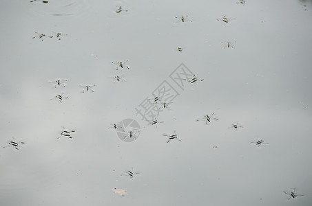 分水沟动物蜘蛛野生动物荒野鲇科漂浮溜冰者漏洞池塘昆虫图片