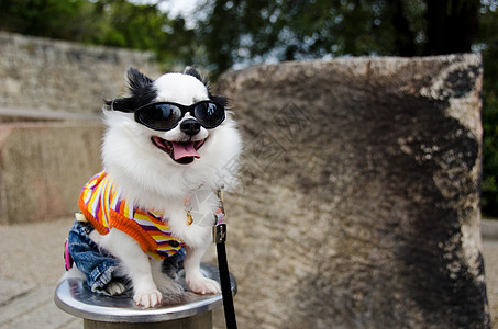 带衣服的狗脊椎动物魅力乐趣哺乳动物犬类宠物朋友动物戏服太阳图片