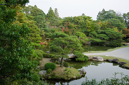 京都尼纳吉寺庙的日本花园图片