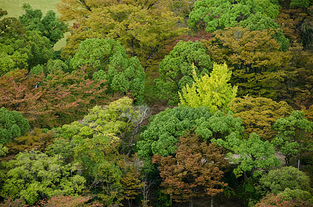 上面所见的森林树冠植物群荒野阳光植物栖息地天篷墙纸地毯公园树叶图片