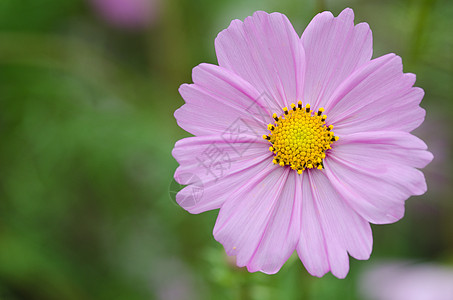 单一粉色宇宙花朵风格生活花瓣花粉静物植物甘菊园艺快乐装饰图片