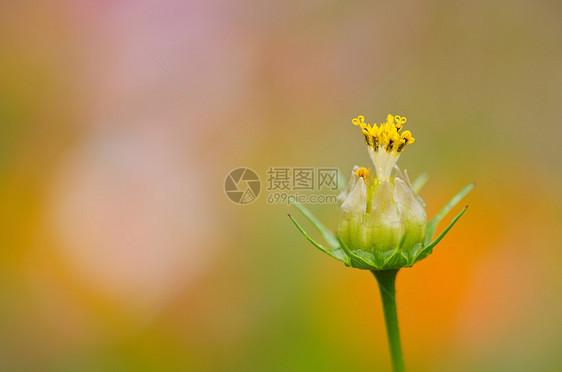 消逝的宇宙花朵图片