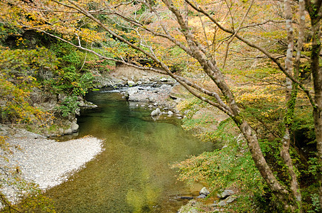 秋天的河流和树木图片