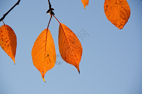 秋叶树木植物学环境植物蜘蛛荒野植物群叶子生活天空图片