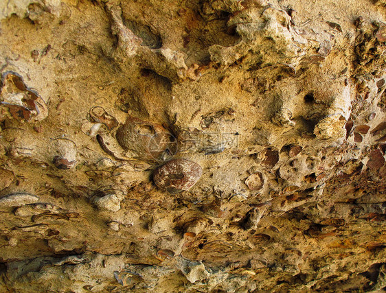 化石床 拉格斯特图片