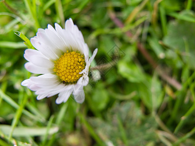 紧闭菊花花园植物草本雏菊生活白色生长黄色太阳杂草图片