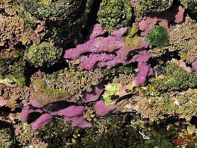 海洋海绵 porifera吸水盐水动物学小孔野生动物多样性紫色水池热带图片