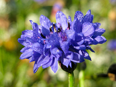 青色花角野花植物生长小麦地平线草本植物公园蓝色场地植物学背景图片