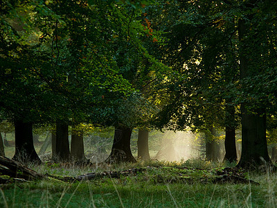 仙尾林横梁薄雾森林树木季节晴天公园远足神话日光图片
