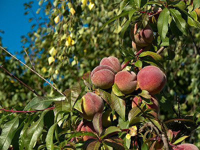 树上桃子收成水果园艺花园植物果味饮食农业食物农场图片