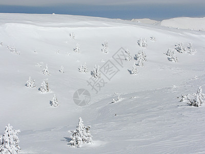 白雪树蓝色旅行天气白色季节树木乡村远足黑色森林图片