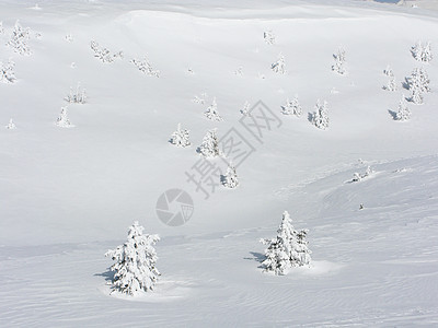 白雪树黑色滑雪蓝色季节国家公园天空美丽乡村森林图片