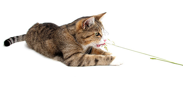 小猫 小猫 草的刀片图片