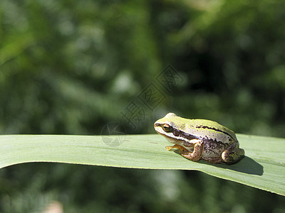 Hyla 树青蛙图片