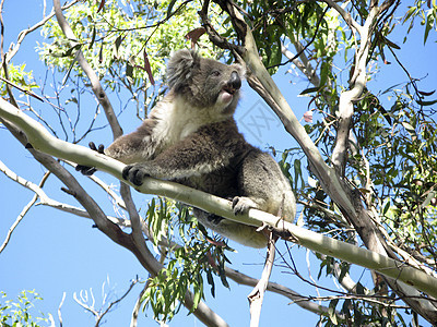 Koala在树上灰色哺乳动物考拉苏醒野生动物蓝色桉树天空荒野动物图片