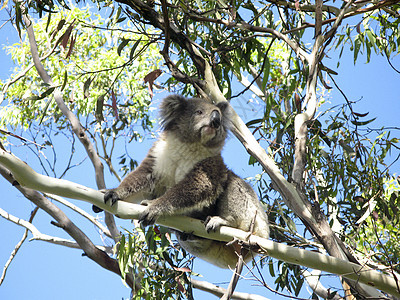 Koala在树上灰色噬菌体树叶动物环境桉树荒野野生动物哺乳动物濒危图片