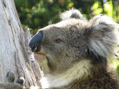 Koala在树上桉树苏醒濒危动物栖息地哺乳动物灰色树叶考拉野生动物图片