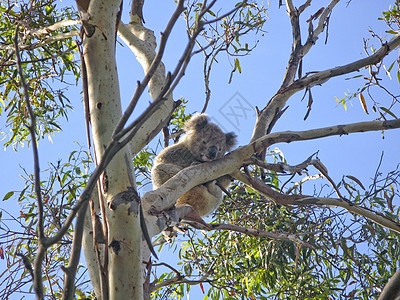 Koala在树上苏醒桉树灰色哺乳动物荒野天空动物考拉野生动物蓝色图片