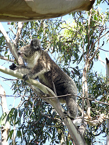 Koala在树上苏醒动物考拉天空灰色野生动物荒野桉树蓝色哺乳动物图片