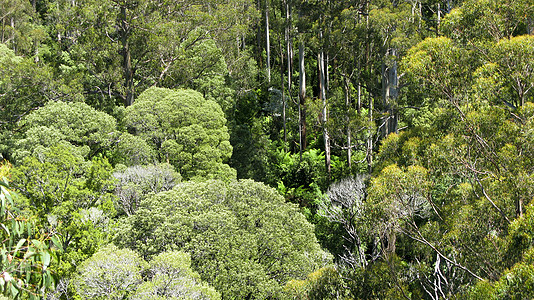 从上面可以看到的澳洲雨林木头棕榈生长环境植物学天篷丛林森林植物群蕨类图片