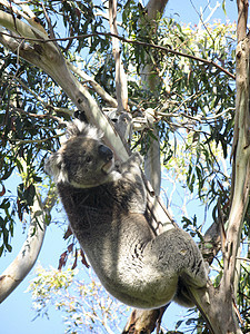 Koala在树上噬菌体桉树灰色天空动物环境野生动物树叶濒危栖息地图片