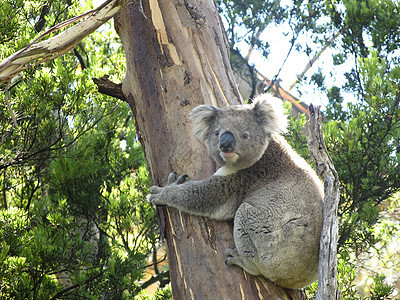 Koala在树上苏醒濒危环境荒野噬菌体动物考拉桉树树叶野生动物图片