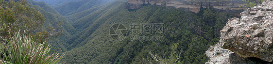 和在奥斯大利亚的森林中的山丘天线全景桉树环境多样性树梢生物学森林丘陵植物群图片