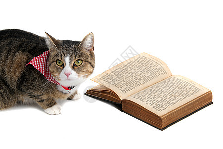 甜甜的猫和带bandana 阅读一本书图片