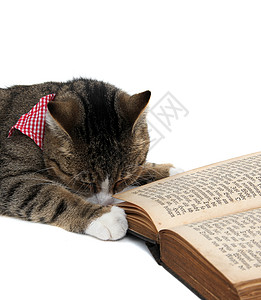 小猫咪 有带斑马 和一本旧书图片