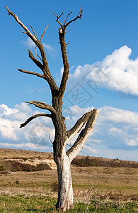 死树木头场地蓝色植物天空树干公园孤独生长沙漠图片