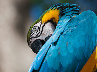 蓝色和黄黄色的麦考在一棵树上金刚鹦鹉鹦鹉热带动物园动物群翅膀情调羽毛荒野宠物图片