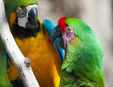 两个Macaw在一棵树上羽毛情调金刚鹦鹉绿色丛林宠物翅膀黄色野生动物鸟舍图片