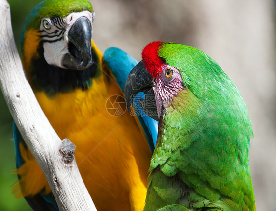 两个Macaw在一棵树上羽毛情调金刚鹦鹉绿色丛林宠物翅膀黄色野生动物鸟舍图片