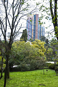 公园的摇篮树枝黄色晴天建筑树叶灌木绿色图片
