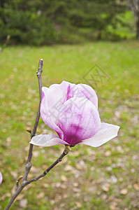 花朵阳光小路直流电紫红色季节蓝色花瓣天空植物植物群图片