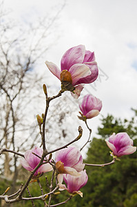 花朵植物学玉兰植物蓝色照射线条场地季节阳光紫色图片