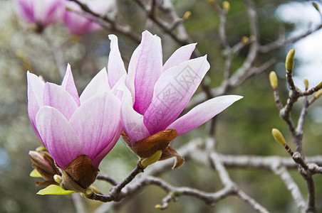 花朵百合植物群阳光紫红色植物学小路照射季节花瓣紫色图片