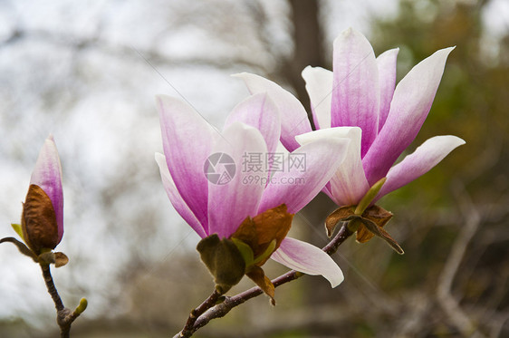 花朵季节阳光天空蓝色紫色百合玉兰照射小路直流电图片