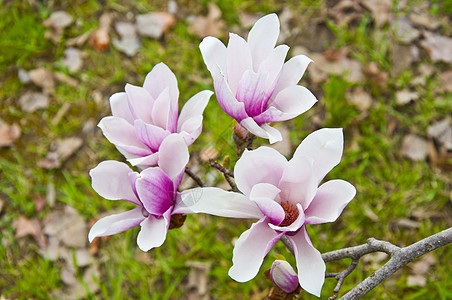 花朵百合紫色天空花瓣场地花园蓝色植物线条植物学图片