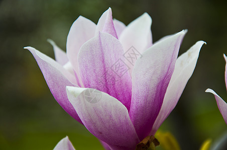 花朵直流电玉兰百合紫红色植物群紫色阳光植物学场地植物图片